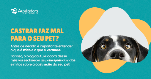 Castração em pets: mito ou cuidado essencial? 