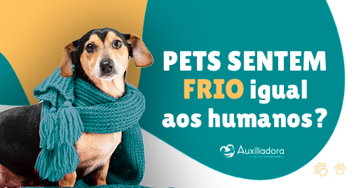 Pets sentem frio?