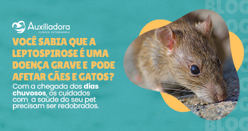 Leptospirose em cães e gatos: como proteger seus pets com cuidados e vacinação