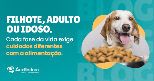 Alimentação de cães e gatos: o que muda em cada fase da vida?